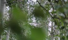 秋雨绵绵的句子