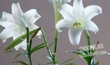 描写百合花的优美句子