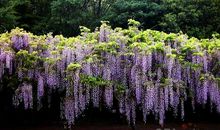 关于描写紫藤花的句子