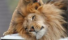 《非洲猫科》观后感