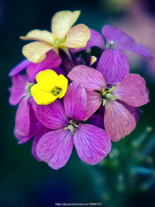 百花盛开