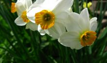 描写水仙花的优美句子