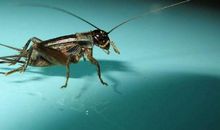 描写蟋蟀的句子