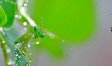 有关六月的谚语