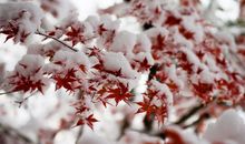 精选关于描写雪的优美句子