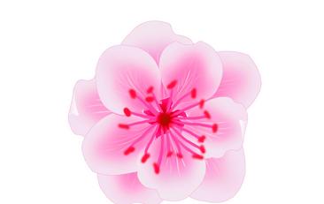 优美的花朵