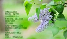 描写丁香花的句子