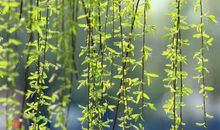 描写柳树的优美片段