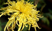 描写菊花的好句