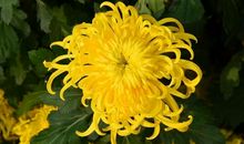 不是花中偏爱菊全诗