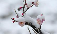 遥知不是雪全诗