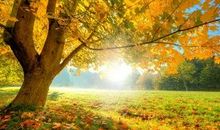 描写梧桐树的句子