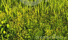 夏天美丽景色的句子