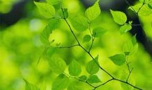 描写春天小草优美段落