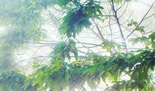 经典语录：天真的人才会心软，成熟的人最是无情