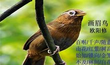 关于小鸟的诗歌