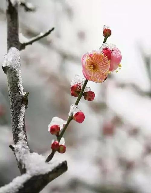 一段描述大雪的段落