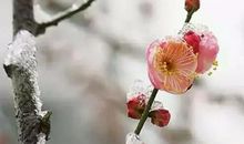 描写大雪的段落