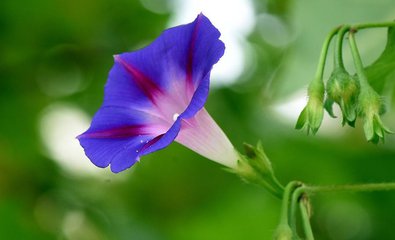 叶圣涛：牵牛花