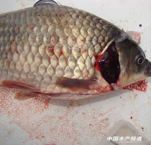徐迪山：铁鱼底g