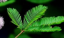 描写植物的片段