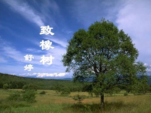 舒婷：去橡树