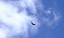 有关自由的句子