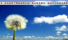 赞美蒲公英的句子