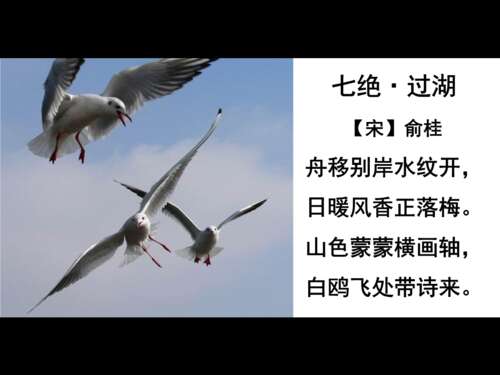 老人和海鸥