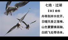 老人与海鸥主要内容