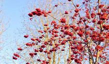 描写花草树木的段落