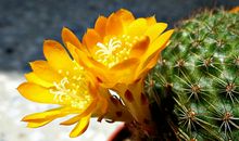 赞美仙人掌的句子