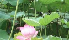 毕竟西湖六月中全诗