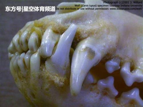 徒手