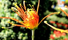 赞美野菊花的句子