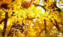 描写银杏树的优美句子