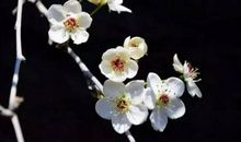 含有梨花的诗句