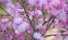 乱花渐欲迷人眼全诗