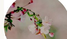 元好问：同儿辈赋未开海棠