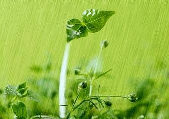赞美雨