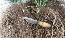 艾青：养花人的梦