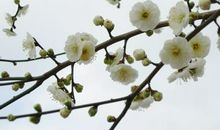 有关梅花的古诗