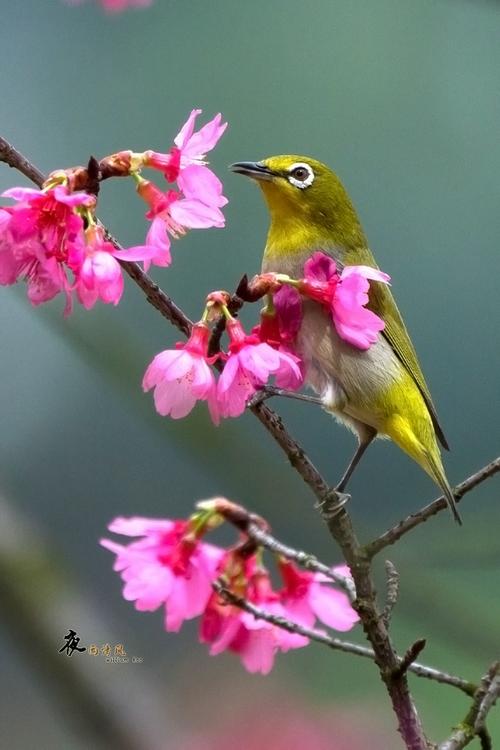 花鸟