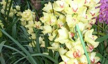 年年岁岁花相似全诗