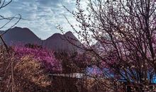 春色满园关不住全诗