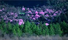 人间四月芳菲尽全诗