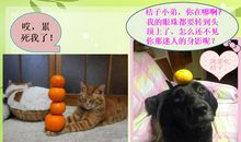 写事作文：顶桔子