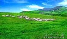 保护草原宣传标语