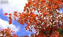 云丘山游记作文