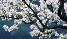 关于梨花的句子